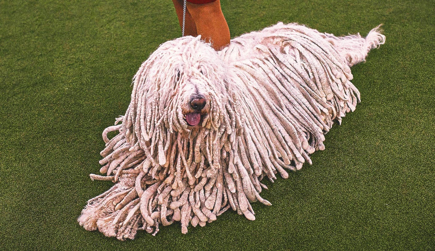 赏金国际pg - 2026 WKC Dog Show：全面解析年度顶级犬类赛事亮点 | 赏金国际